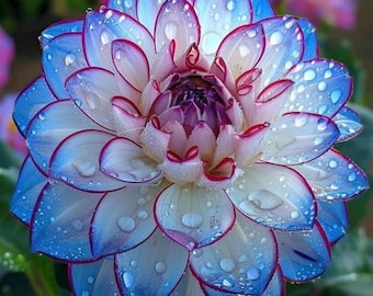 Mezcla de semillas de zinnia variadas y brillantes