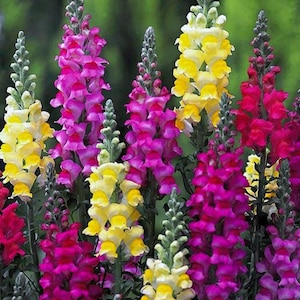 May include: A vibrant image of snapdragon flowers in full bloom. The flowers display a range of colors, including yellow, pink, and red. The snapdragons are clustered together, creating a lush and colorful display.