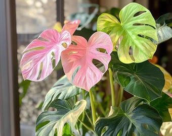 Rare Monstera Deliciosa Seeds | Tropical Pink & Green Leaf Plant for Home Garden