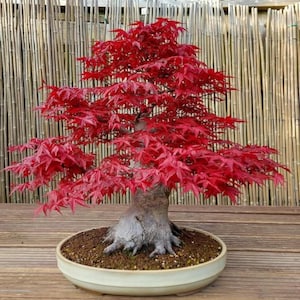 Puede incluir: Un bonsái de arce japonés con hojas rojas vibrantes. El árbol tiene un tronco texturizado y está plantado en una maceta de cerámica ovalada de color crema. El fondo es una valla de bambú. Un árbol en miniatura.