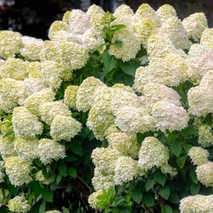 Puede incluir: Un exuberante arbusto de flores de hortensia blancas y verde pálido. Las grandes flores en forma de cono están densamente empaquetadas, creando una apariencia completa y texturizada. Las flores destacan sobre un fondo de follaje verde oscuro.
