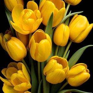 May include: A vibrant bouquet of yellow tulips against a black background. The flowers are in various stages of bloom, with some fully open and others still closed. Green leaves provide contrast to the bright yellow petals. A beautiful floral arrangement.