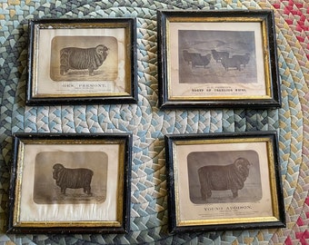 Antique Photographs Framed Drawings of Sheep 1800 Vermont Livestock drawing wool fleece lamb ewe dam merino breed