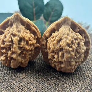 以下が含まれることがあります： テクスチャ加工された表面を持つ2つの茶色のクルミが表示されています。 クルミは並んで配置され、複雑で隆起した外観を示しています。 背景には緑の葉が見え、クルミはテクスチャ加工された茶色の表面に置かれています。