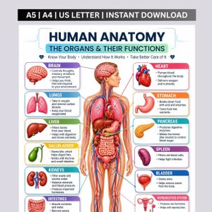 Poster mit den Organen des menschlichen Körpers, Anatomie-Übersicht zum Ausdrucken, Organe und Funktionen, Lernhilfe zur menschlichen Anatomie, Biologieunterricht, Naturwissenschaften für den Heimunterricht