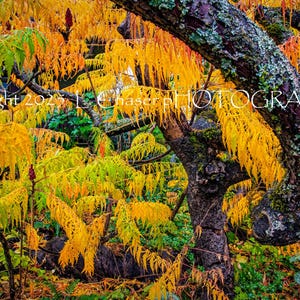 Puede incluir: Una vibrante escena otoñal con un árbol de tronco y ramas texturizadas. El follaje muestra un espectro de colores, desde amarillo brillante hasta verde y naranja. La imagen incluye el texto "Copyright 2023 L. Chaser PHOTOGRAPHS".