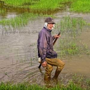 Man in Rice Paddy