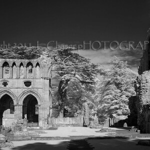 Puede incluir: Fotografía en blanco y negro de las ruinas de una antigua abadía de piedra. La abadía está cubierta de árboles y enredaderas. Las ruinas están en estado de deterioro, pero la arquitectura sigue siendo impresionante.