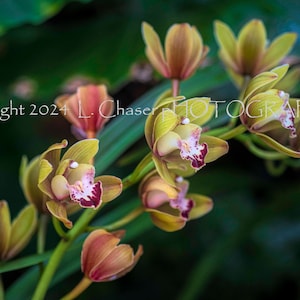 Cymbidium Orchid