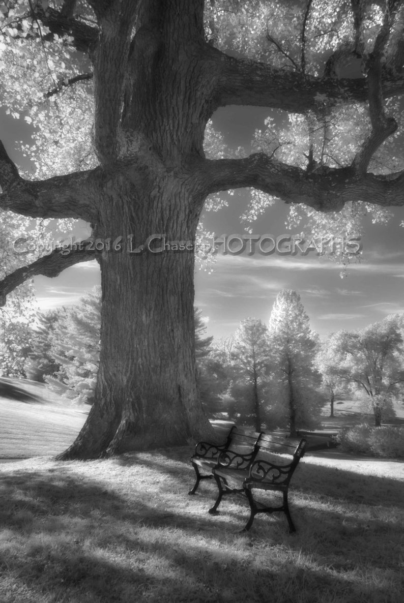 Tree and Bench image 1