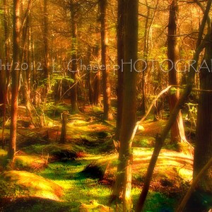 Into the Woods