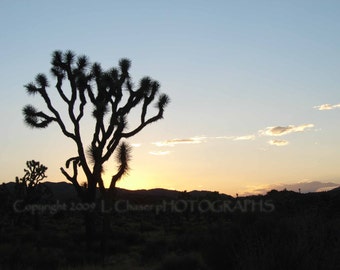 Joshua Tree Sunrise III