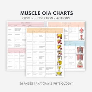 Muscle OIA Charts Study Guide | Anatomy & Physiology 1 Lab Practical Cheat Sheets | Origin, Insertion, Action - Digital PDF (Light Mode)