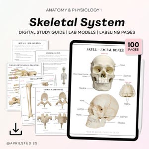 Guia de Estudo de Anatomia e Fisiologia 1 - Sistema Esquelético | Marcações Ósseas, Modelos de Laboratório, Caderno de Exercícios de Rotulagem (PDF)