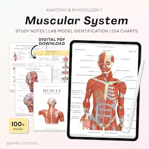 May include: A digital PDF download of Anatomy & Physiology 1 Muscular System study notes, lab model identification, and OIA charts. The set includes over 100 pages of educational material displayed on a tablet screen and printed pages.