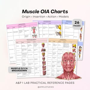 Przewodnik do nauki wykresów anatomii mięśni OIA | Arkusze ćwiczeń praktycznych z anatomii i fizjologii 1 (plik PDF w wersji cyfrowej)