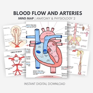 Human Anatomy Heart Blood Flow and Arteries - Mind Map