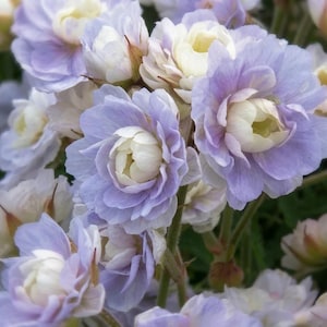 May include: Close-up of a cluster of light purple and white flowers. The petals are layered, creating a full, rounded shape. The center of each flower is a creamy white, contrasting with the soft purple outer petals. The flowers are in full bloom.