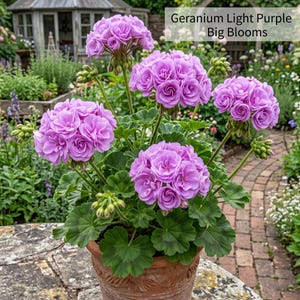Zonal Geranium Seeds - Etsy