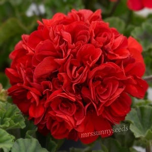 Puede incluir: Primer plano de una vibrante flor de geranio rojo en plena floración. La flor tiene múltiples capas de pétalos rizados, creando una forma densa y redondeada. Hojas verdes rodean la flor. El texto "mrssunnyseeds" es visible.
