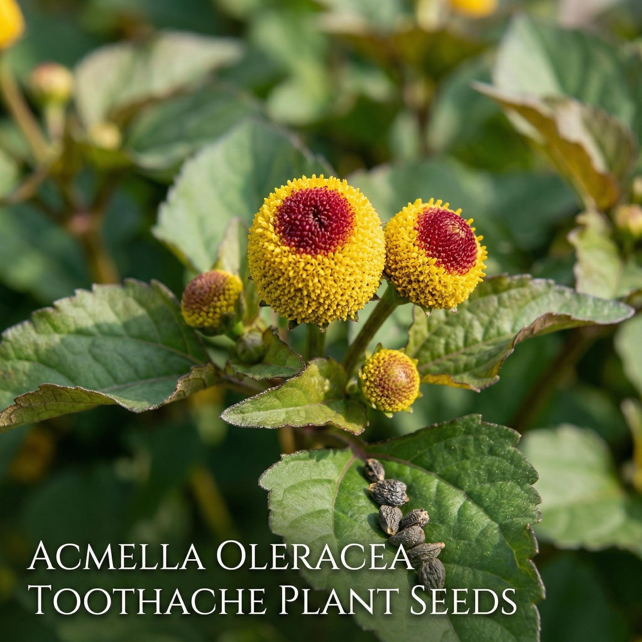 Acmella oleracea 100 Seeds - Toothache Plant, Spilanthes - Edible Medicinal  Herb