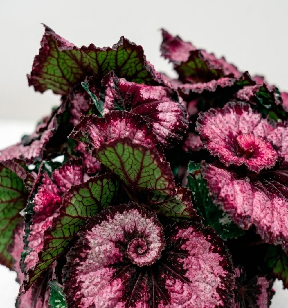 Rare begonias - Etsy 日本