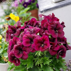 Rare Deep Burgundy Rosebud Geranium 10 Seeds - Exotic Dark Wine Pelargonium Flower