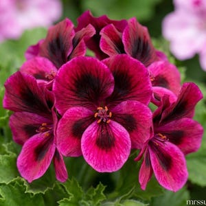 Puede incluir: Primer plano de vibrantes flores de geranio magenta con centros y bordes burdeos oscuros. Los pétalos tienen una textura aterciopelada y las flores están rodeadas de follaje verde. La imagen está bien iluminada, mostrando los detalles de las flores.