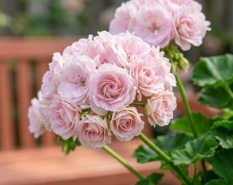 10 Stück Apfelblüte Rosenknospe Geraniensamen, seltene hellrosa weiße Doppelblüte Pelargonium,