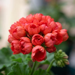 Könnte beinhalten: Nahaufnahme eines lebendigen Clusters korallenfarbener Geranienblüten in voller Blüte. Die Blütenblätter sind dicht gepackt und bilden eine dichte, abgerundete Form. Grüne Blätter bilden einen kontrastierenden Hintergrund.