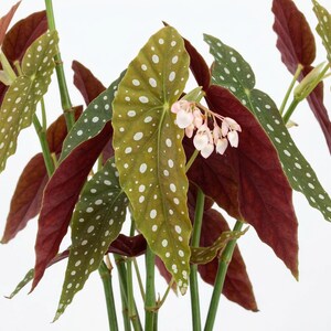 May include: Close-up of a Begonia plant with large, textured leaves. The leaves are a mix of olive green with white spots and deep burgundy. Delicate pink flowers bloom from the plant, adding a touch of color against the white background.