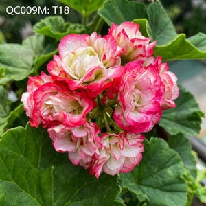 Può includere: Primo piano di un gruppo di vibranti fiori di geranio rosa e bianco con foglie verdi. I petali hanno un aspetto arruffato con un bordo rosa brillante e un centro bianco crema. Il testo "QC009M: T18" si trova in alto a sinistra.