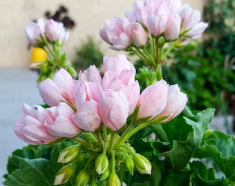 Geranio Purely Light Pink Compact Rosebud 10 Semillas - Flor de Jardín Zonal Pelargonium Rara