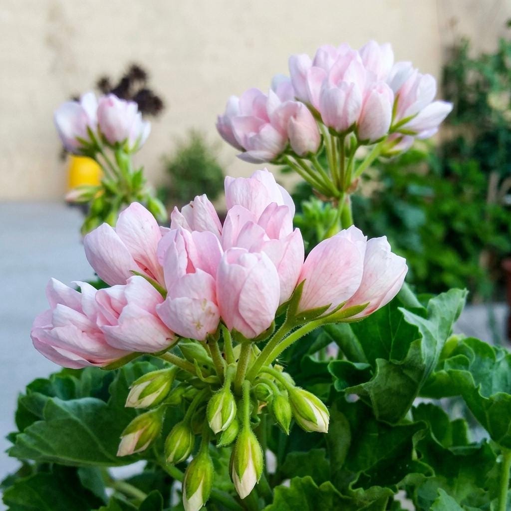 Pelargonium seeds - Etsy 日本