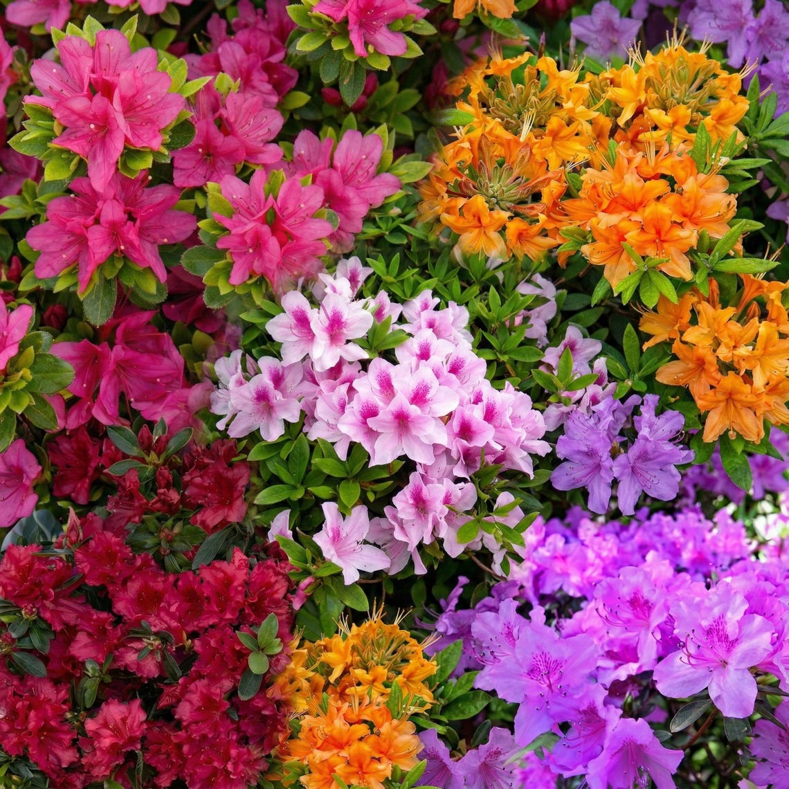 Mixed Colorful Azalea Rhododendron 30 Seeds - Vibrant Flowering Shrub ...