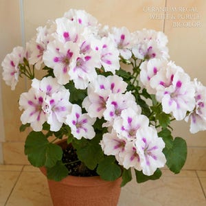 May include: A potted Geranium Regal plant with white and purple bicolor flowers. The flowers have a delicate pattern of purple streaks and spots on a white background. The plant has green leaves and is in a terracotta pot. Text on the image reads: GERANIUM REGAL - WHITE & PURPLE BICOLOR.