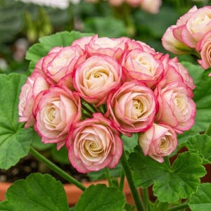 May include: Close-up of a cluster of pink and cream-colored flowers, resembling roses, with green leaves in the background. The petals have a delicate pink edge, and the center is a soft cream color. The flowers are in full bloom.
