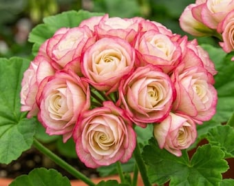 10 semi di geranio "Appleblossom Rosebud", raro pelargonio a fiore doppio rosa e bianco, ideale per il giardino e la coltivazione in vaso.