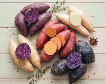 Mezcla de batatas Flores (100 semillas) - Variedades orgánicas tradicionales para jardinería doméstica