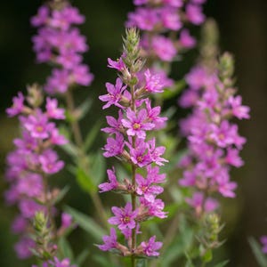Könnte beinhalten: Nahaufnahme von leuchtend lila Blüten mit kleinen, zarten Blütenblättern, die entlang hoher, grüner Stängel angeordnet sind. Die Blüten haben gelbe Zentren und heben sich vor einem verschwommenen grünen Hintergrund ab.