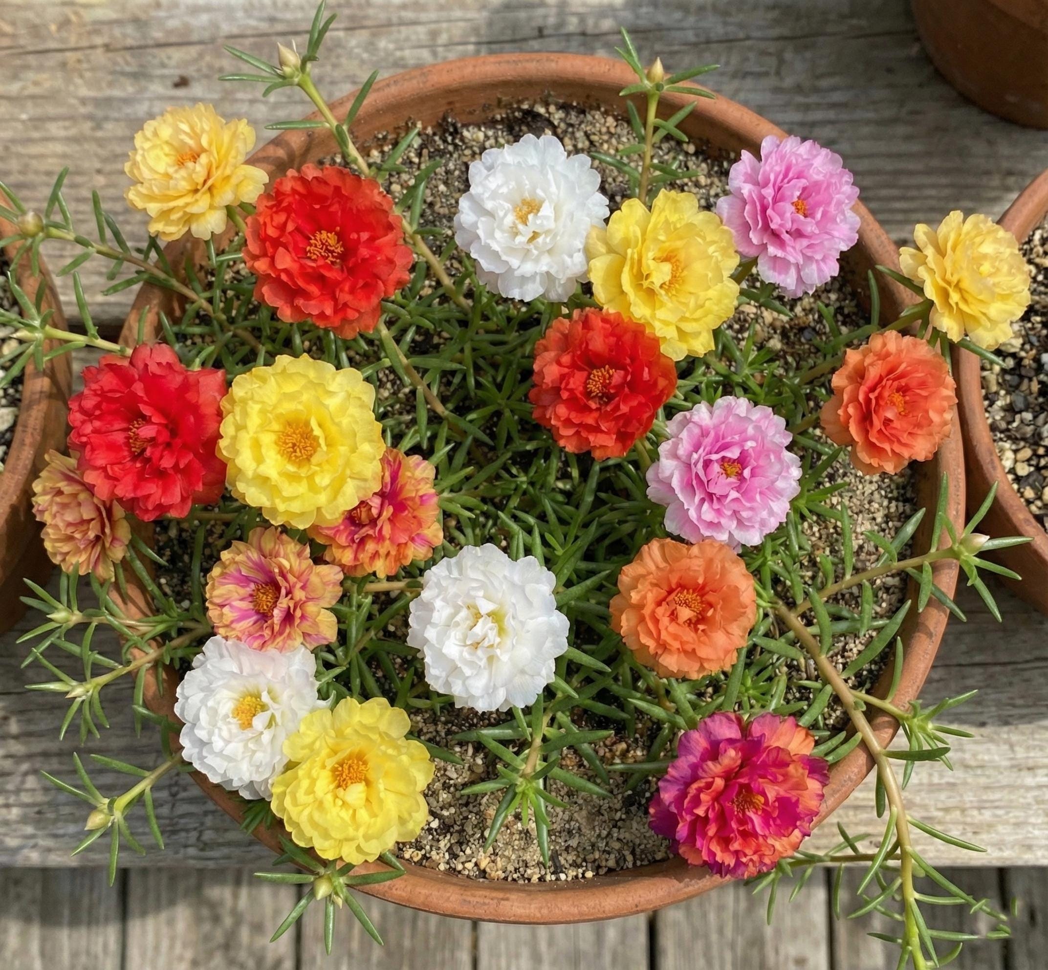 Moss Rose Seeds Bulk - Etsy