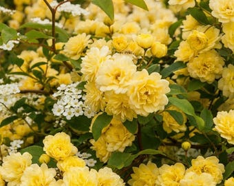 Lady Banks' Yellow Climbing Rose Seeds (50 Seeds) - Thornless Fragrant Blooms