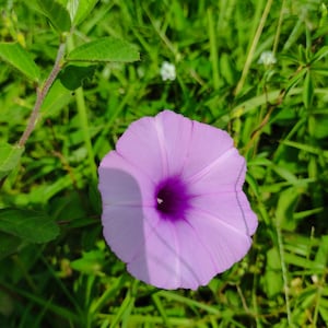 May include: A close-up of a light purple flower with a deep purple center, surrounded by green grass and foliage. The flower has a trumpet shape with delicate petals. The image is taken in natural light.