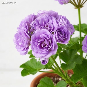 Può includere: Primo piano di una pianta di geranio viola in vaso con più fiori. I fiori hanno un aspetto a strati, simile a una rosa, e sono circondati da foglie verdi. Il vaso è color terracotta e lo sfondo è bianco. Il testo "QC009M: T4" è in alto a sinistra.