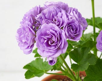 Può includere: Primo piano di una pianta di geranio viola in vaso con più fiori. I fiori hanno un aspetto a strati, simile a una rosa, e sono circondati da foglie verdi. Il vaso è color terracotta e lo sfondo è bianco. Il testo "QC009M: T4" è in alto a sinistra.