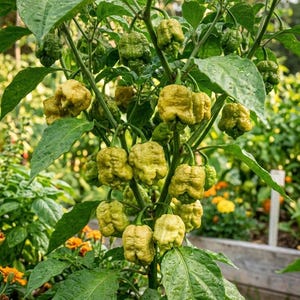 Peut inclure: Panneau en bois rustique avec l'inscription "Welcome to our home" dans un style manuscrit. Le panneau présente une finition vieillie et un design simple et accueillant, idéal pour un porche ou une entrée.