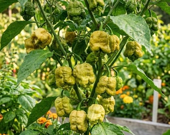 25 Pepper X Seeds | Grow the World's Hottest Superhot Pepper Plant at Home