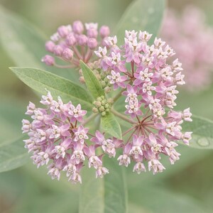 May include: A cluster of pale pink swamp milkweed flowers featuring small, star-shaped petals arranged in rounded umbels. The plant has pointed, light green leaves and several unopened flower buds visible among the blooming blossoms.
