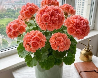 Seltene Apfelblüte Rosenknospe Geranie 10 Samen Pfirsich Koralle Pelargonium Blumensamen