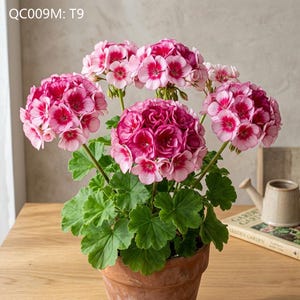 Rare Apple Blossom Rosebud Geranium 10 Seeds - Pink White Bicolor Rose-like Bloom